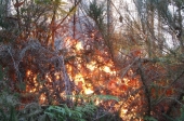 Incêndio de grandes dimensões em Travassós